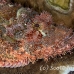 scorpionfish_tasseled_dae_ni_h_0298_egy0776.jpg